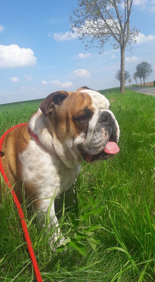 Des Petits Bulls Sucrés Non merci