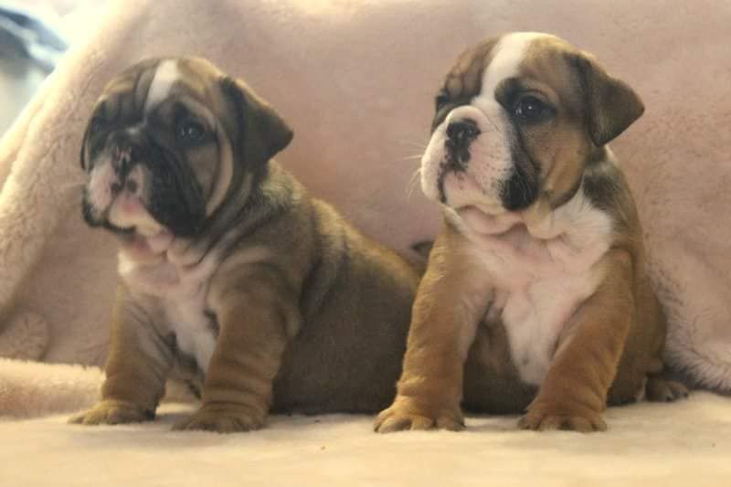 Chiot Bulldog Anglais Du Pouvoir de l'Amour